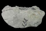 Pennsylvanian Fossil Fern (Mariopteris) Plate - Kentucky #137737-2